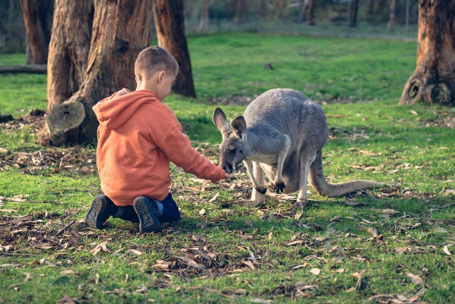 Kind met rode trui voert kangoeroe in een park