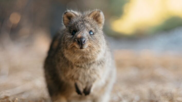 De altijd goedlachse quokka op Rottnest Island