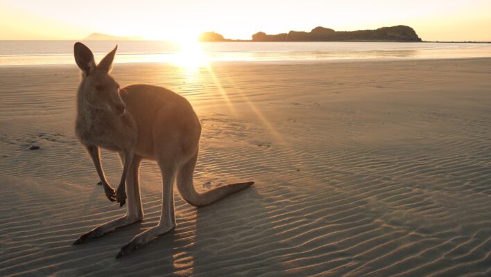 Wallaby op het strand bij zonsopkomst in Cape Hillsborough