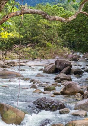 Stenen in de rivier in de Mossman Gorge