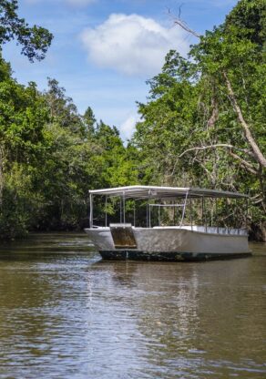 Boottocht op de Daintree River in Daintree National Park op zoek naar krokodillen