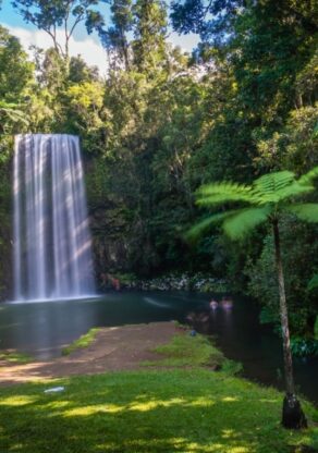 Millaa Millaa waterval in de Atherton Tablelands met palmboom op de voorgrond