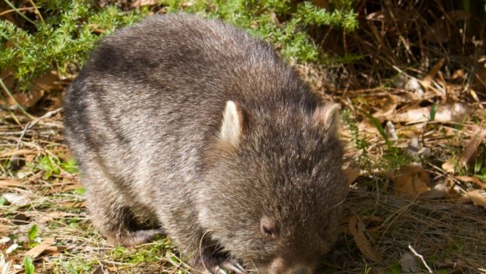 Wombat zoekt naar eten op de grond in Wilsons Promontory
