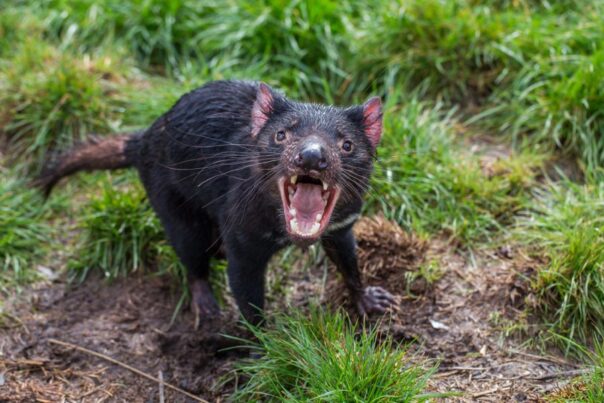 Tasmanian devil in het gras met de bek wijd open en een agressieve blik