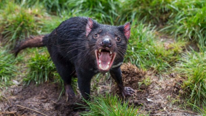 Tasmanian devil in het gras met de bek wijd open en een agressieve blik