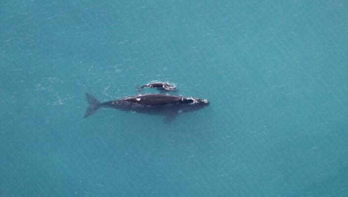 Walvissen moeder met jong bij Head of Bight South Australia