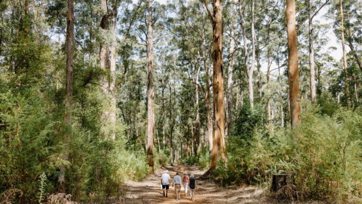 Mensen wandelen tussen de hoge karri bomen in het bos in de Margaret River regio