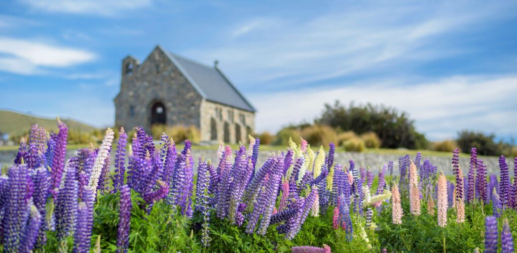 Paarse lupines op de voorgrond en het kerkje bij Lake Tekapo op de achtergrond