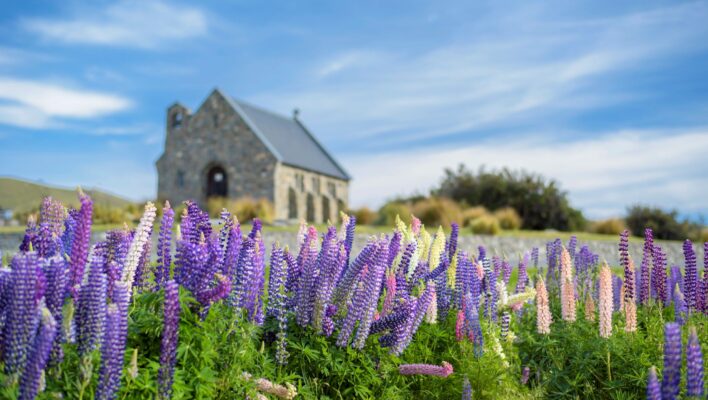 Paarse lupines op de voorgrond en het kerkje bij Lake Tekapo op de achtergrond
