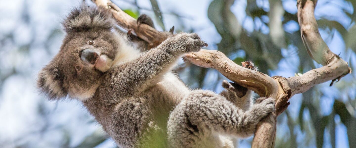 Koala hangt aan tak