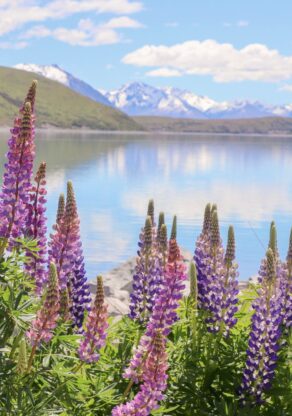 Paarse lupines bij het meer, Zuidereiland Nieuw-Zeeland