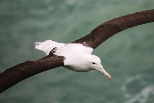 Albatros in vlucht bij Otago Peninsula