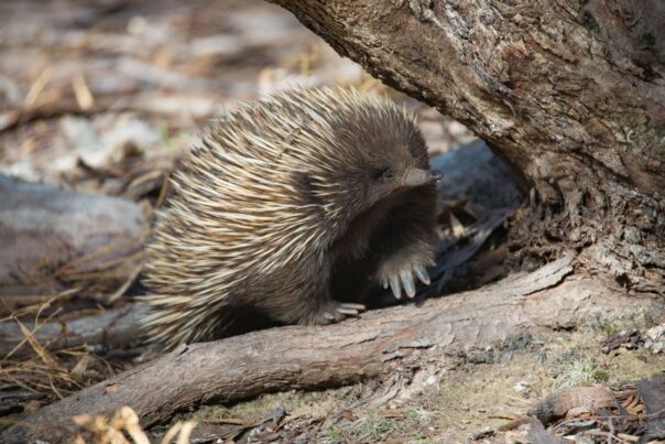 Echidna kruipt tussen boomtakken op de grond
