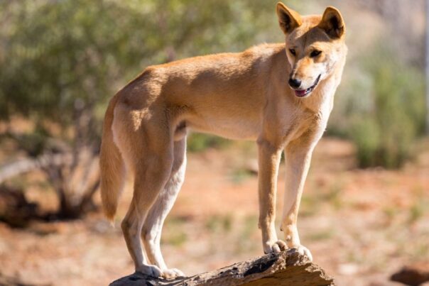Wildo dingo kijkt op in de buurt van Alice Springs