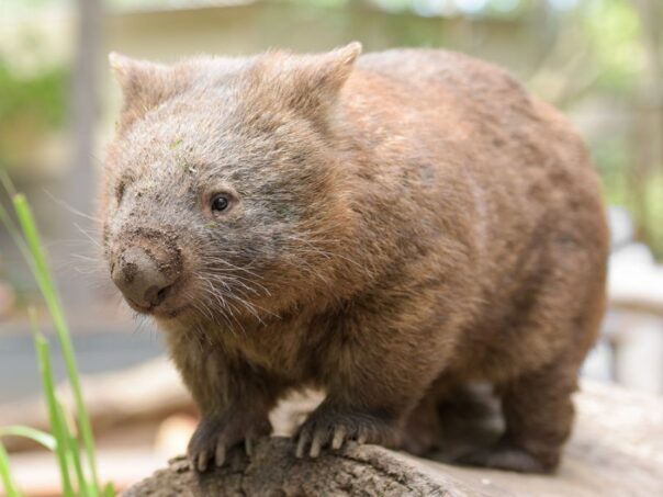 Wombat loopt over een rots tussen het gras