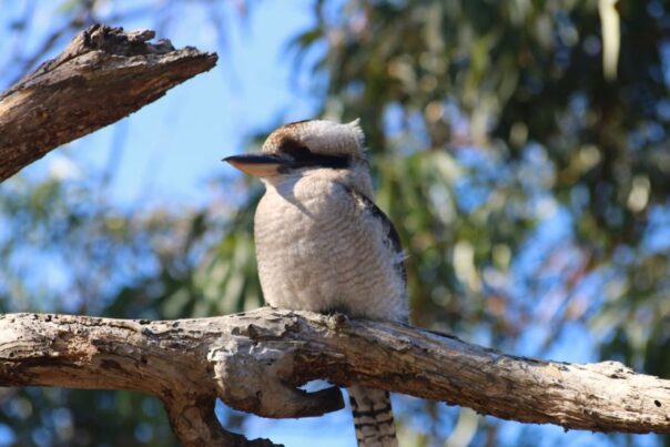 Kookaburra zit op een tak