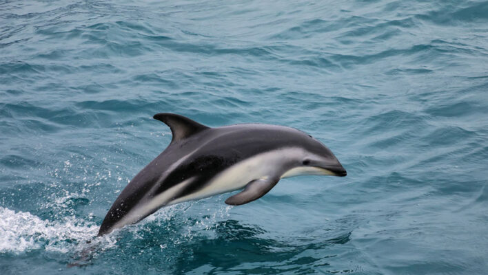 Een Dusky Dolphin springt uit het water bij Kaikoura