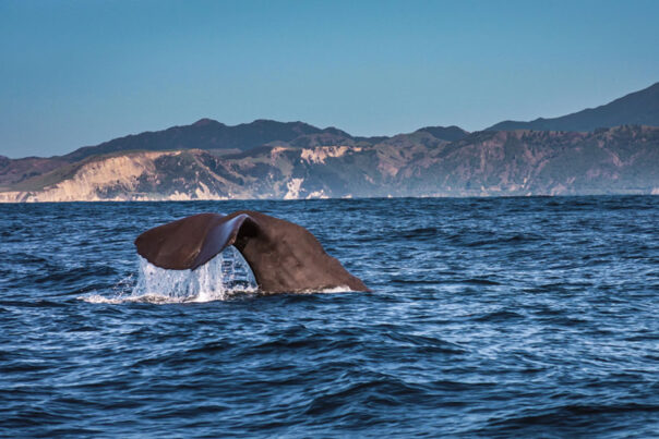 De staart van een Sperm Whale in de zee bij Kaikoura