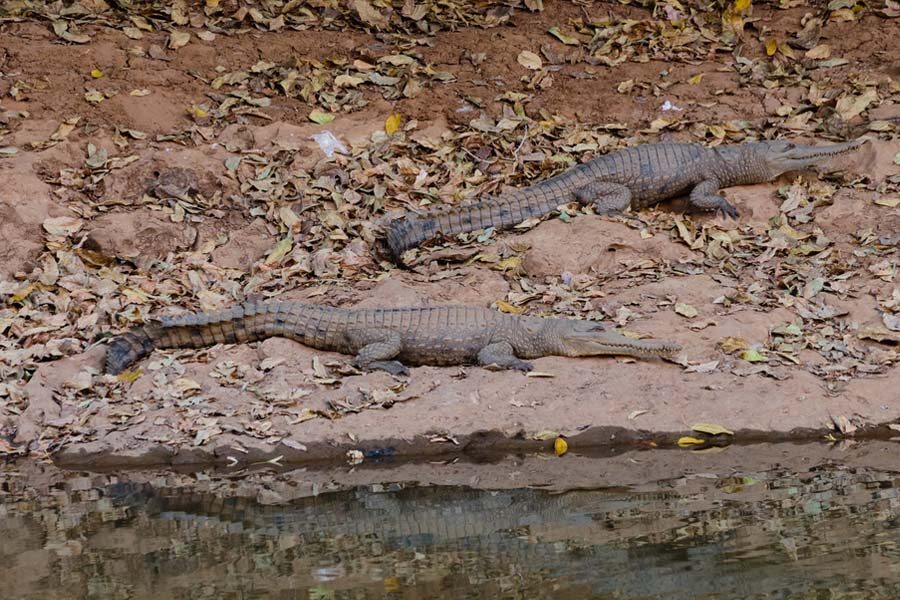 Twee krokodillen liggen aan de oever bij Windjana Gorge