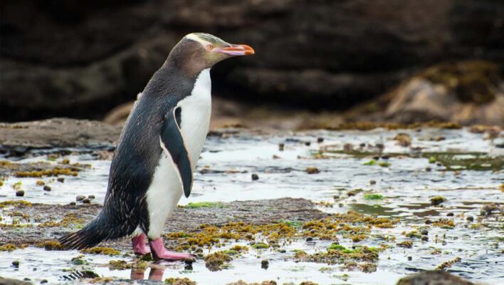 Pinguin bij Curio Bay op het Zuidereiland van Nieuw-Zeeland