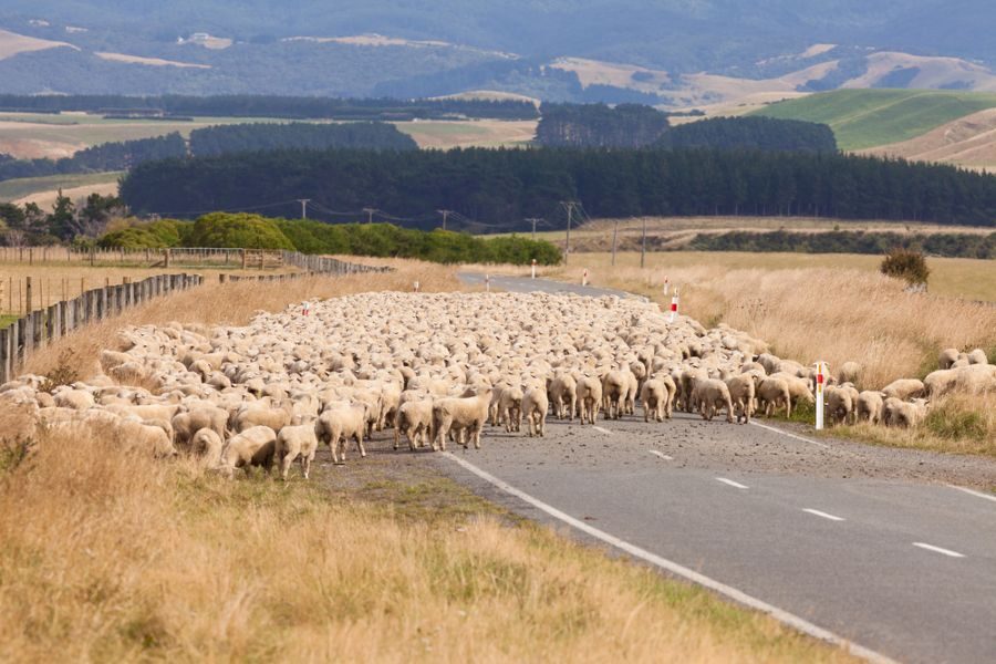 Grote kudde schapen op de weg in Nieuw-Zeeland