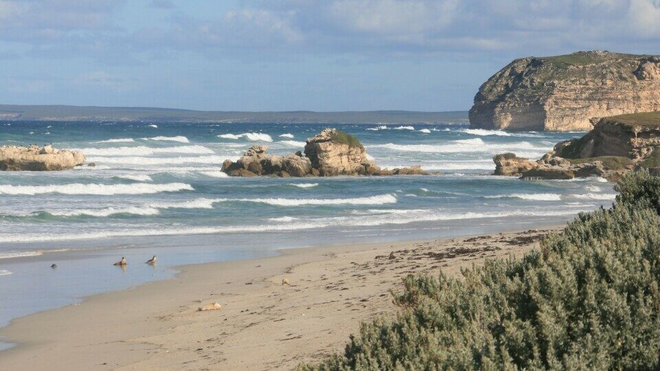 SeaL Bay op Kangaroo Island