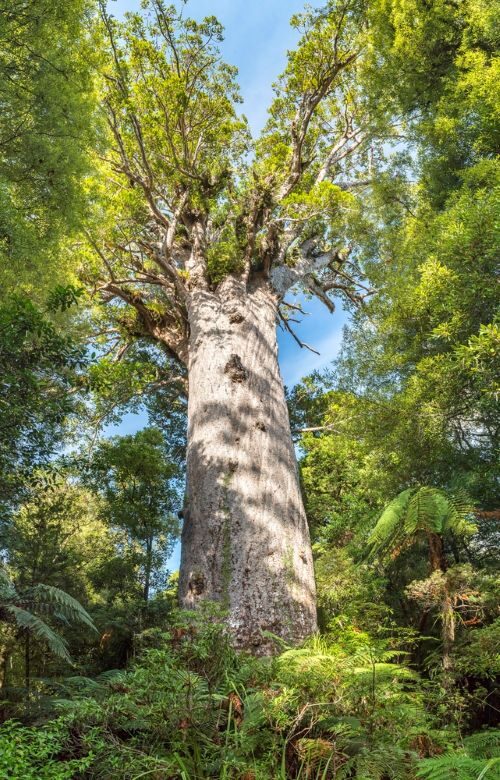De grootste boom in het Waipoua Forest, de Tane Mahuta