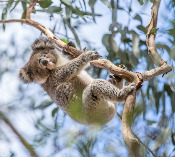 Koala hangt aan een tak in Queensland