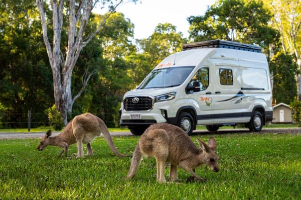 Britz Voyager Noosa kangoeroes