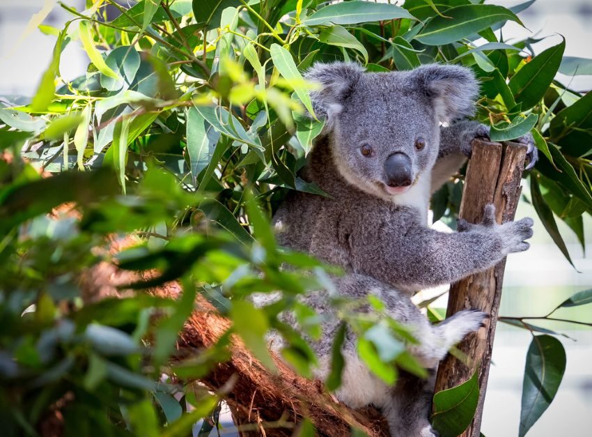 Koala tussen de bladeren in een boom