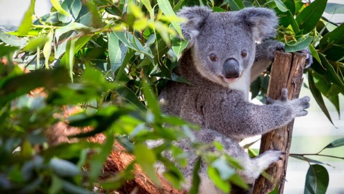 Koala tussen de bladeren in een boom
