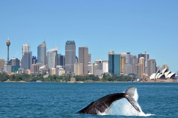 Walvis duikt in de haven Sydney met de skyline op de achtergrond