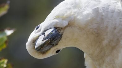 Grote geelkuifkakatoe van dichtbij