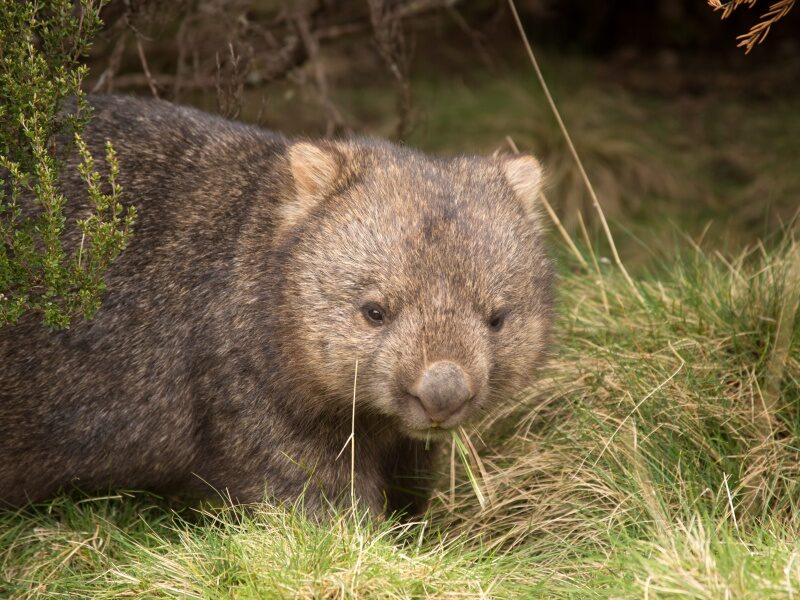 Wombat eet gras bij Victoria