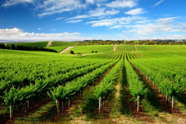 Wijngaard Adelaide Hills South Australia