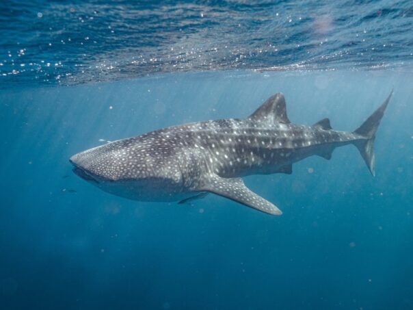 Ningaloo Reef snorkelen met whale shark